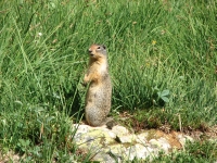 Ground Squirrel